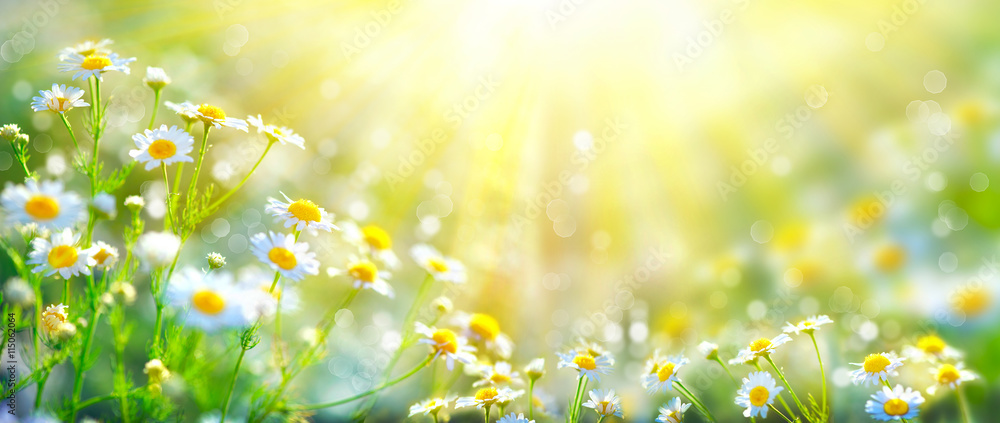 Beautiful nature scene with blooming chamomiles in sun flares