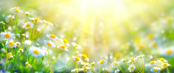 Papier peint photo Marguerites Camomilles en fleurs sous reflets solaires  © Subbotina Anna