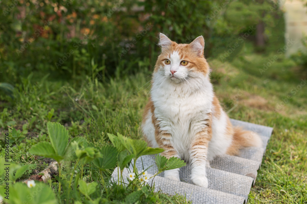 Red-haired cat with a white breast sitting on green grass