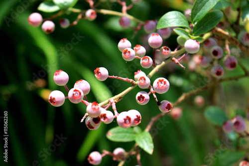 Wallpaper Mural Blue berry tree Torontodigital.ca