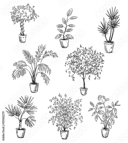Set of home flowers in pots, vector drawing