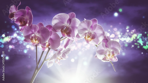Fototapeta Naklejka Na Ścianę i Meble -  Orchid illuminated backlit