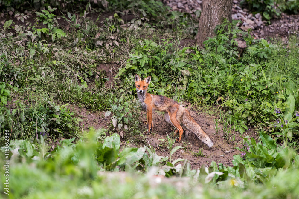European Red Fox. Red foxes in the wild nature.
European Red Fox. Red foxes in the wild nature.