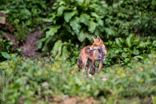 European Red Fox. Red foxes in the wild nature, blurred background. 