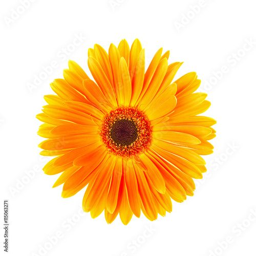 Single yellow gerbera flower isolated on white background