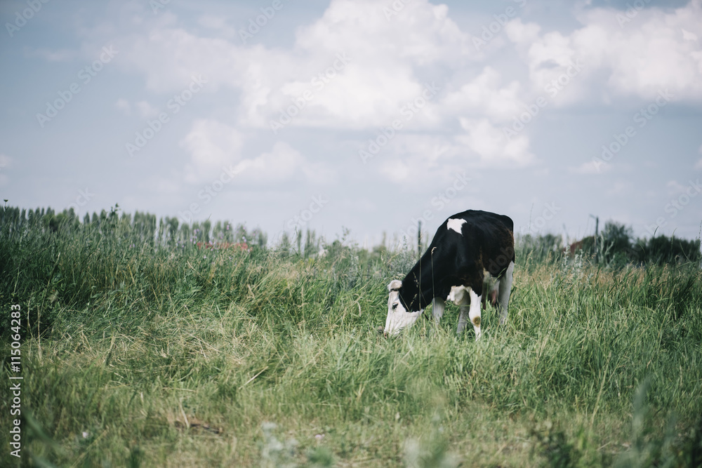 Beautiful black and white cow lying in the summer farm field Beautiful black and white cow lying in the summer farm field