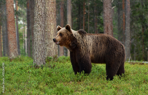 brown bear in forest in the summer