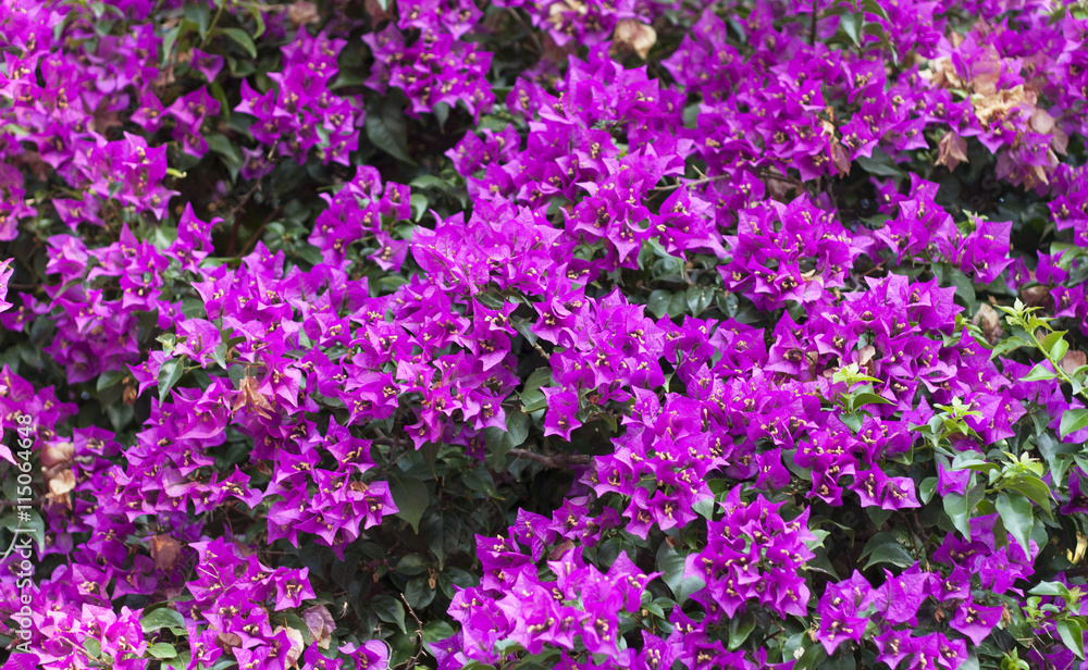 Purple Bougainvillea Flower photo on nature background . Purple Bougainvillea Flower photo on nature background .