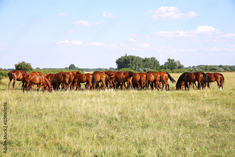 Thoroughbred gidran foals and mares grazing peaceful together on summer meadow Thoroughbred gidran foals and mares grazing peaceful together on summer meadow