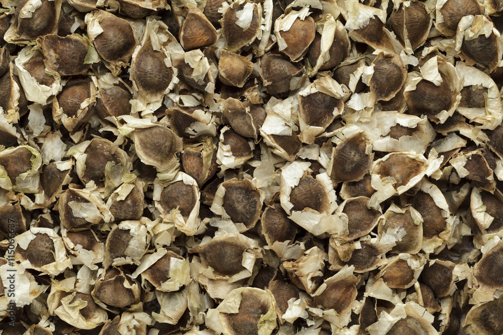 Organic Moringa (Moringa oleifera) seeds. Macro close up background texture. Top view. Organic Moringa (Moringa oleifera) seeds. Macro close up background texture. Top view.