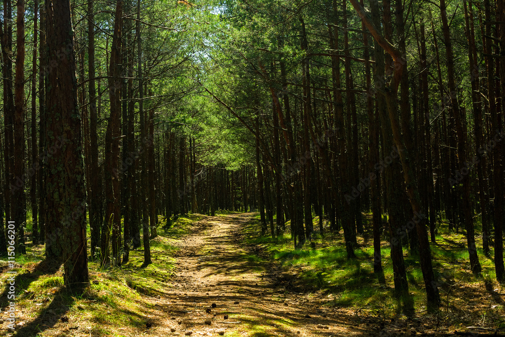 road in the pine forest on summer day