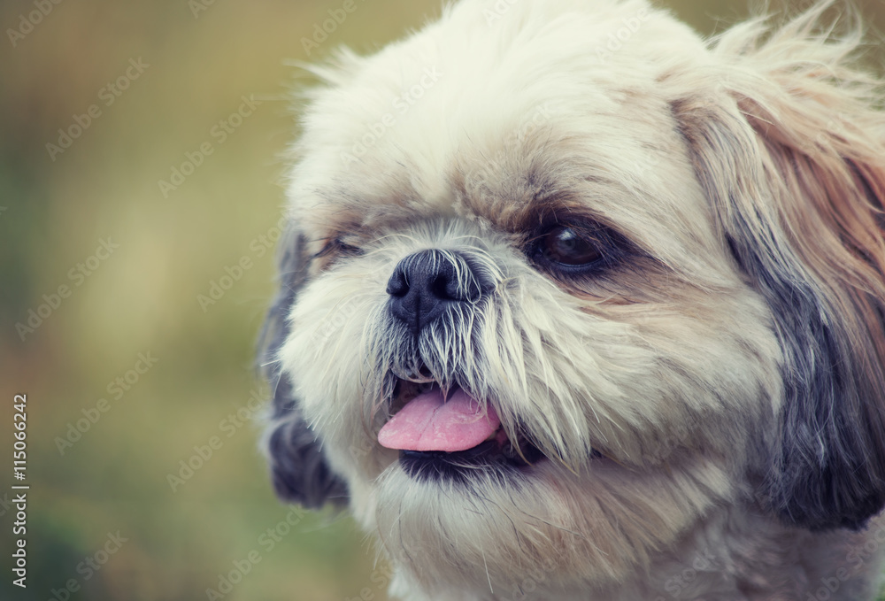 Toned portrait of a cute dog shitzu -- nose is in focus