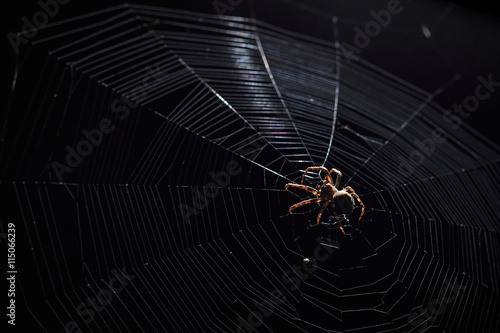 Big brown garden spider in center of his web with small insect prey at night