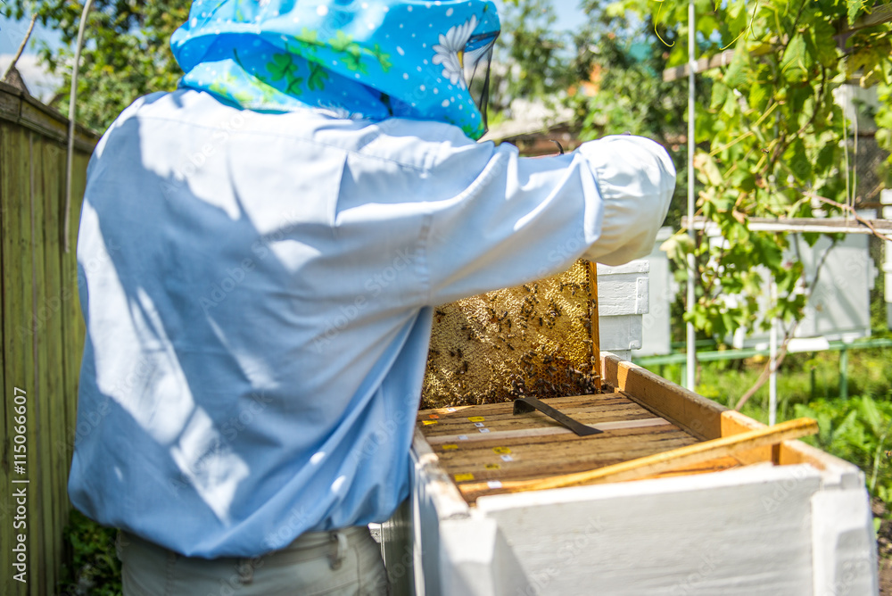 The beekeeper checks the hive The beekeeper checks the hive