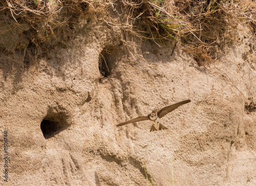 Sand martins flying to their nest built in sand bank at Calgary beach  Isle of Mull  Highlands  Scotland  UK