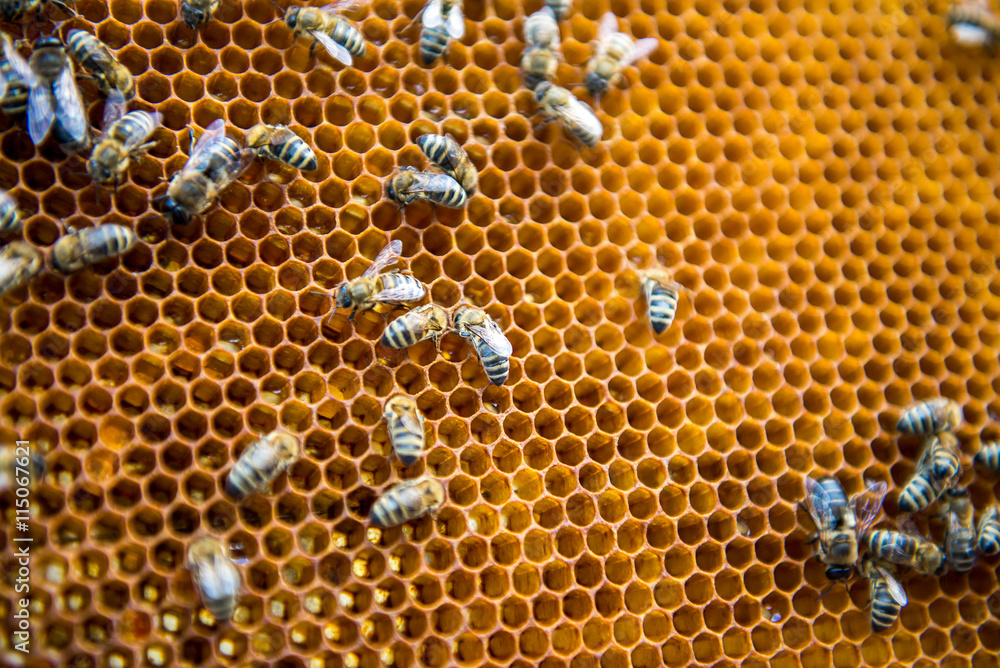 The bees and honeycomb. The bees and honeycomb.