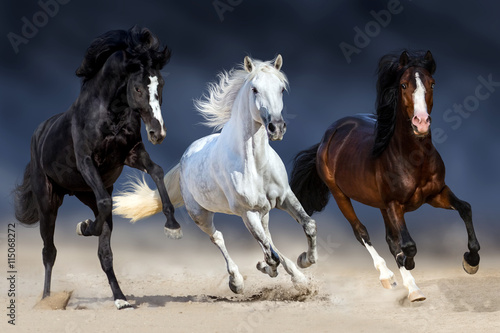 Three horse with long mane run gallop in sand © callipso88