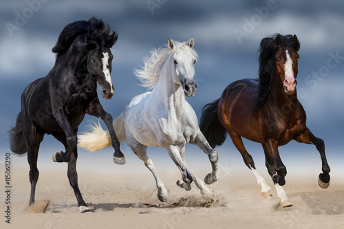 Three horse with long mane run gallop in sand