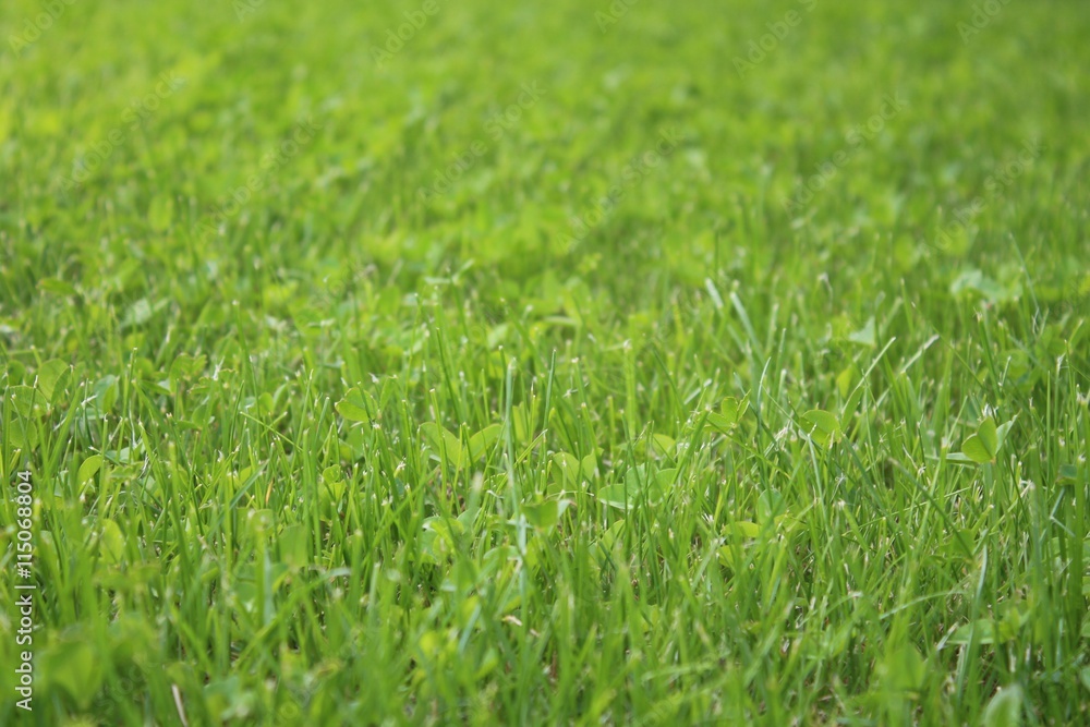 Fototapeta premium Ładny, czysty zielony widok z naturalnego miejsca
