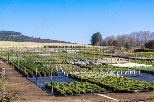 Rural Farm Plant Nursery Blue sky and Countryside