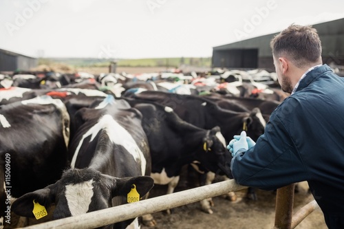Farmer standing by fence against cows