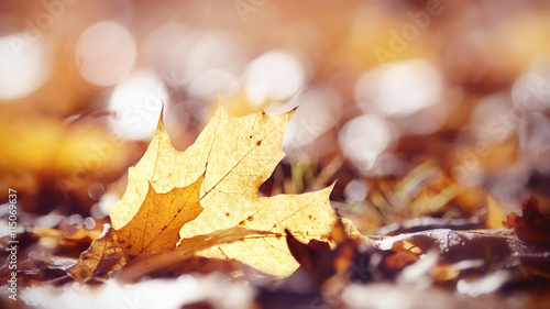 Autumn background from the fallen maple leaves