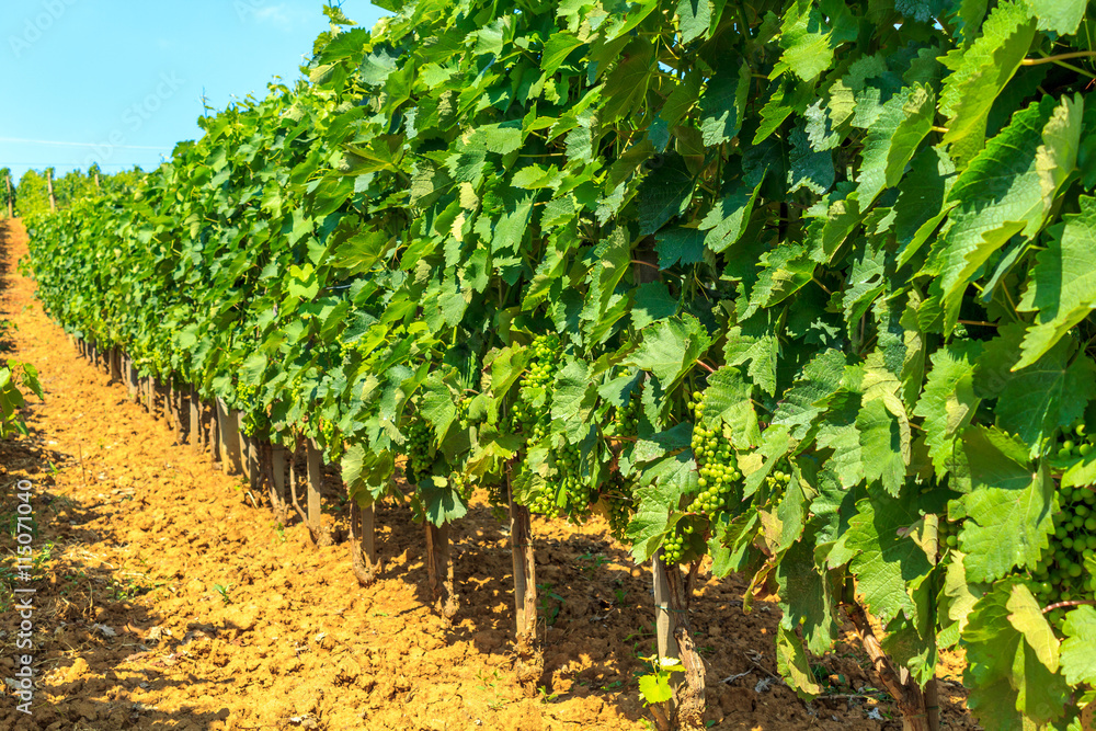 vineyards in Serbia