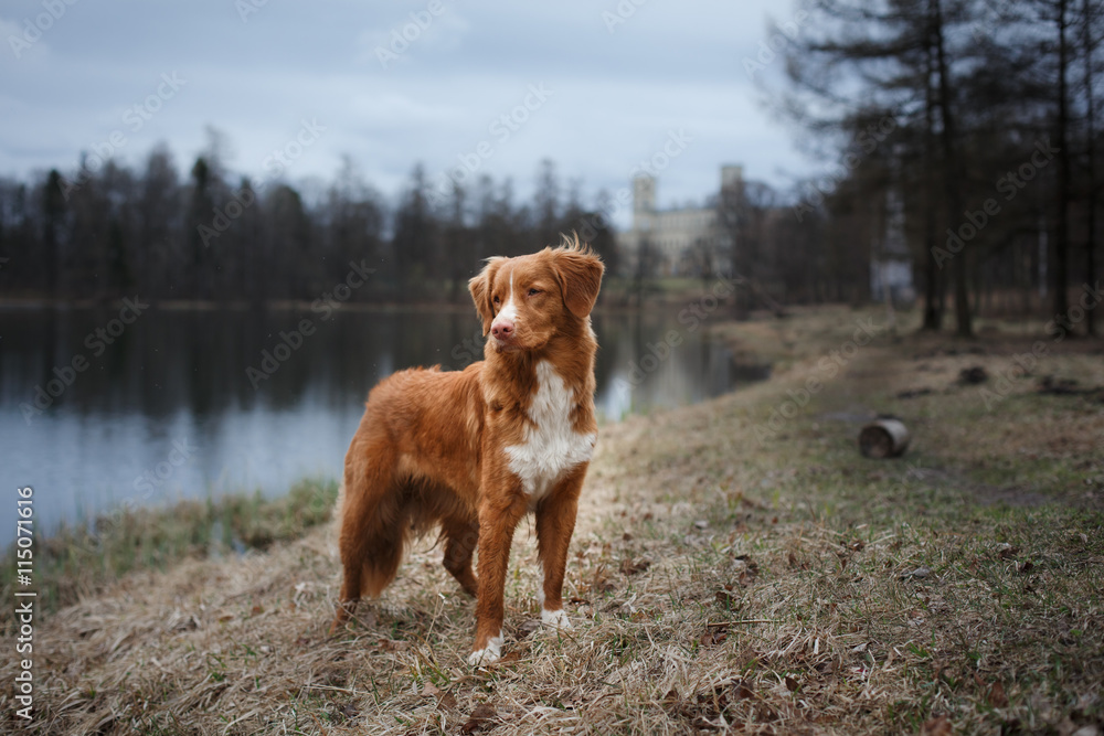 autumn, Toller dog in the park