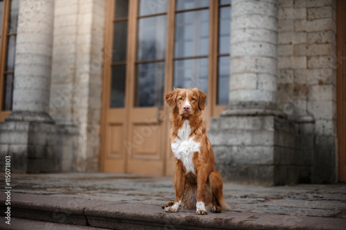 Toller dog sitting at a building © annaav