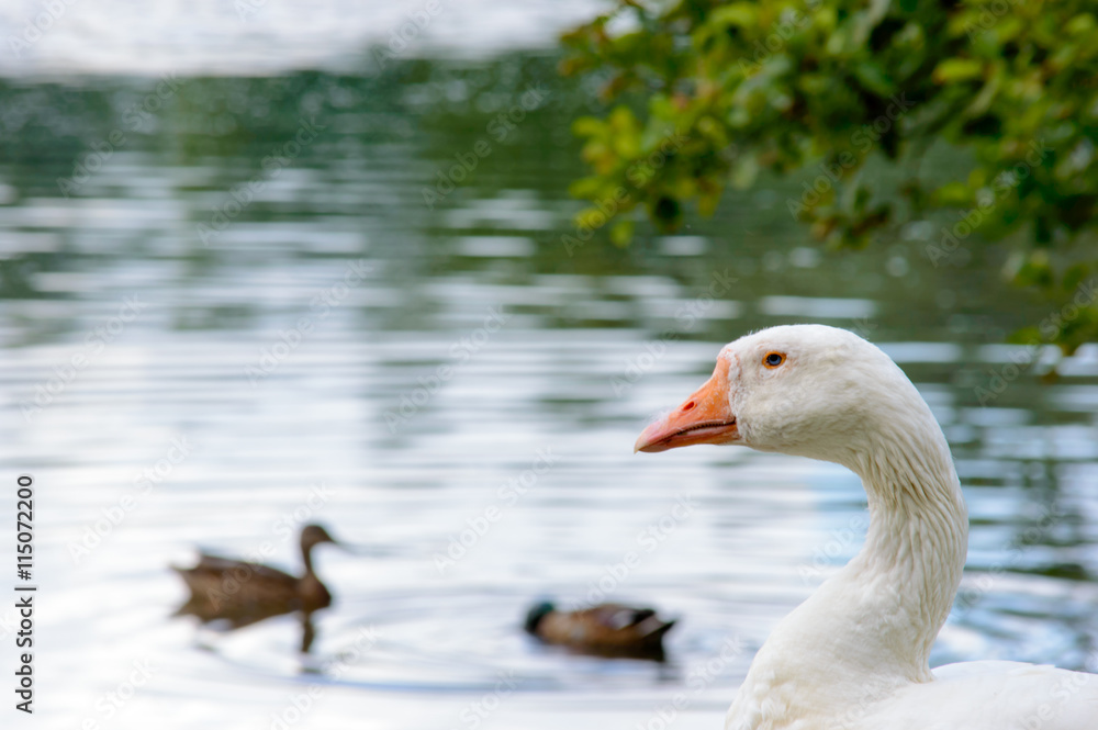 Profile of white feathered goose looking over Profile of white feathered goose looking over