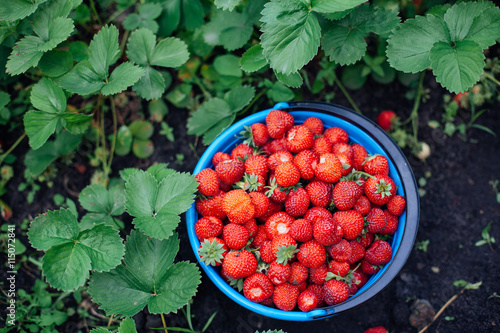 basket of ripe strawberries is in the middle of the field in the