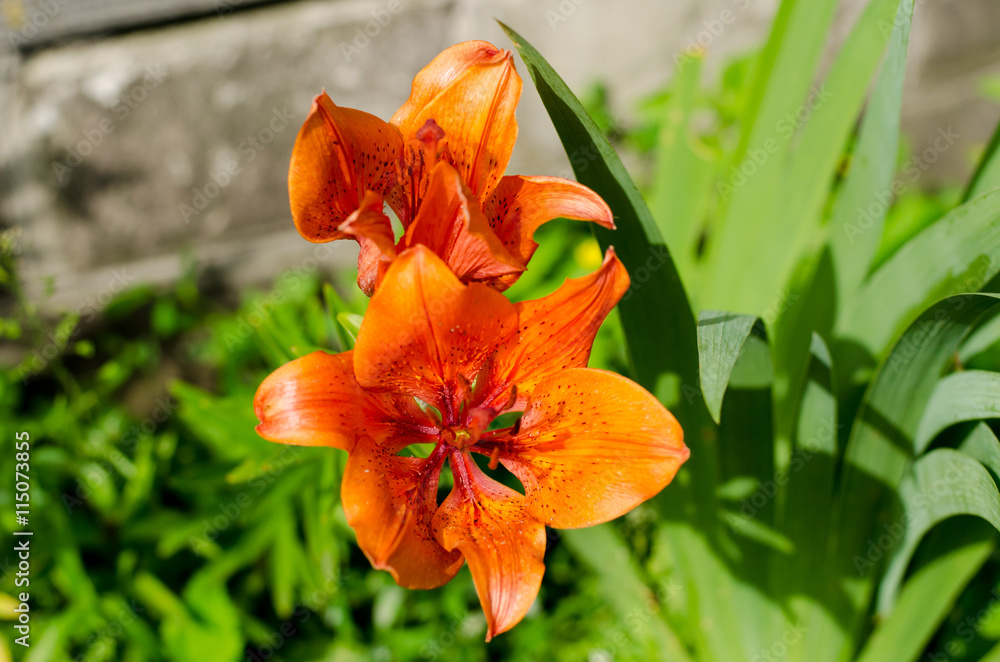 Fototapeta premium Orange lily flower in the garden