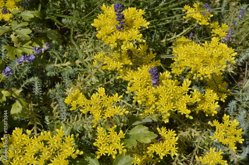Sedum reflexum on flowerbed or rockery with lavender