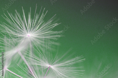 Fluffy white dandelion on a green background