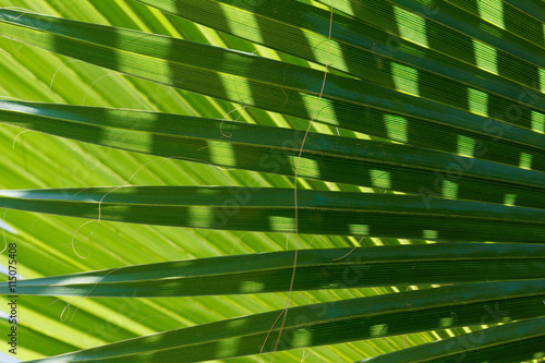 Abstract image of green palm leaf.