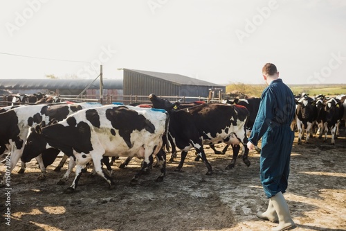 Farmer standing by cows