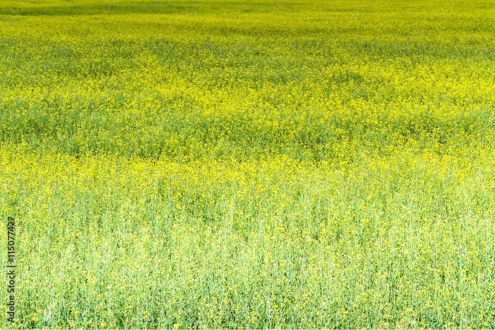 yellow rapes field yellow rapes field