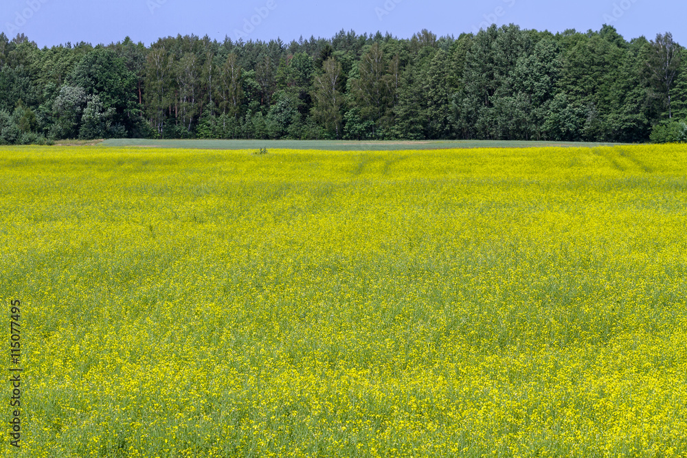 rape near forest rape near forest