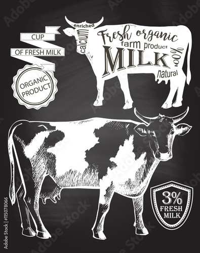 Cow blackboard vector