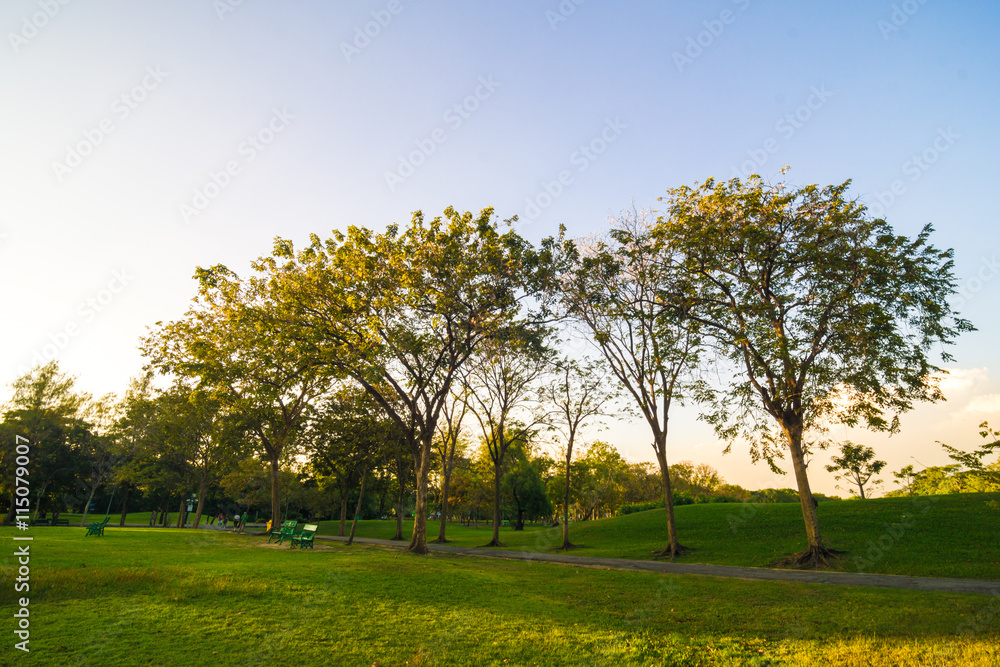 Sunset yellow beam shade on green lawn with trees Sunset yellow beam shade on green lawn with trees