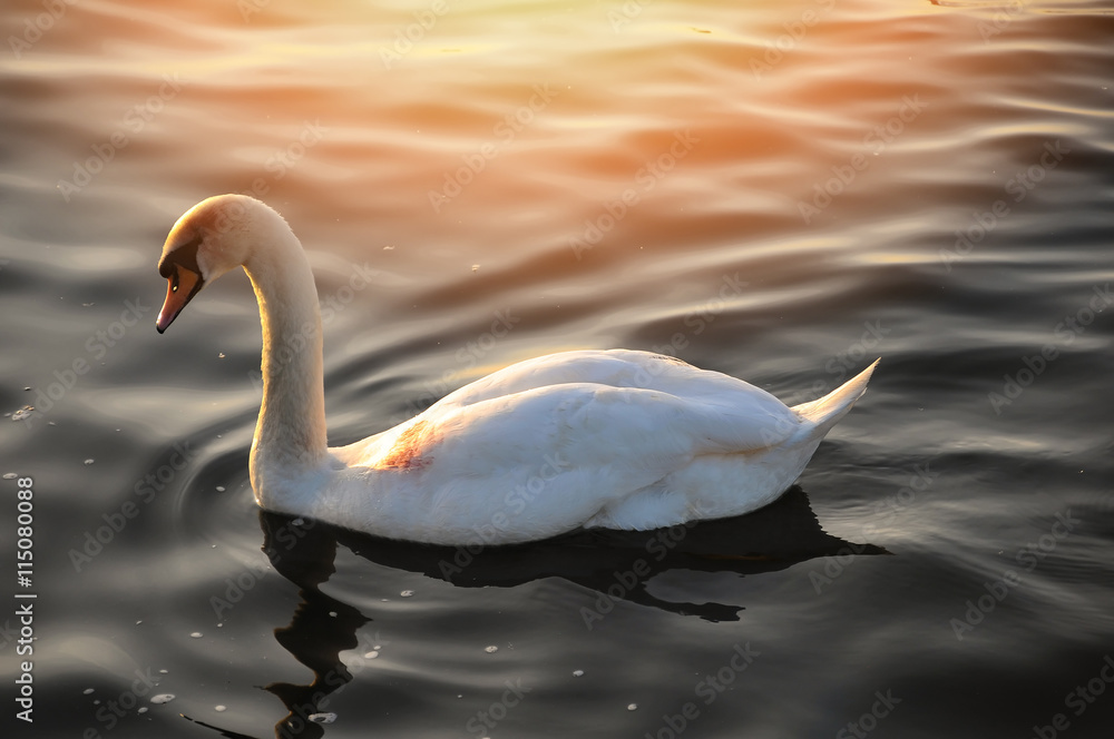 Naklejka premium Swan on the lake