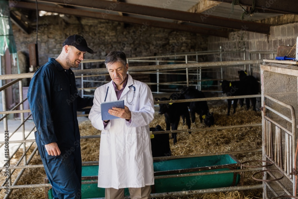Vet and farm worker looking in digital tablet Vet and farm worker looking in digital tablet