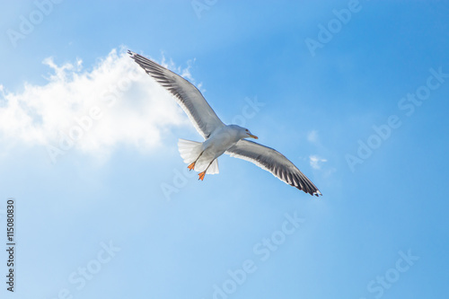 Seagull flying on blue sky  