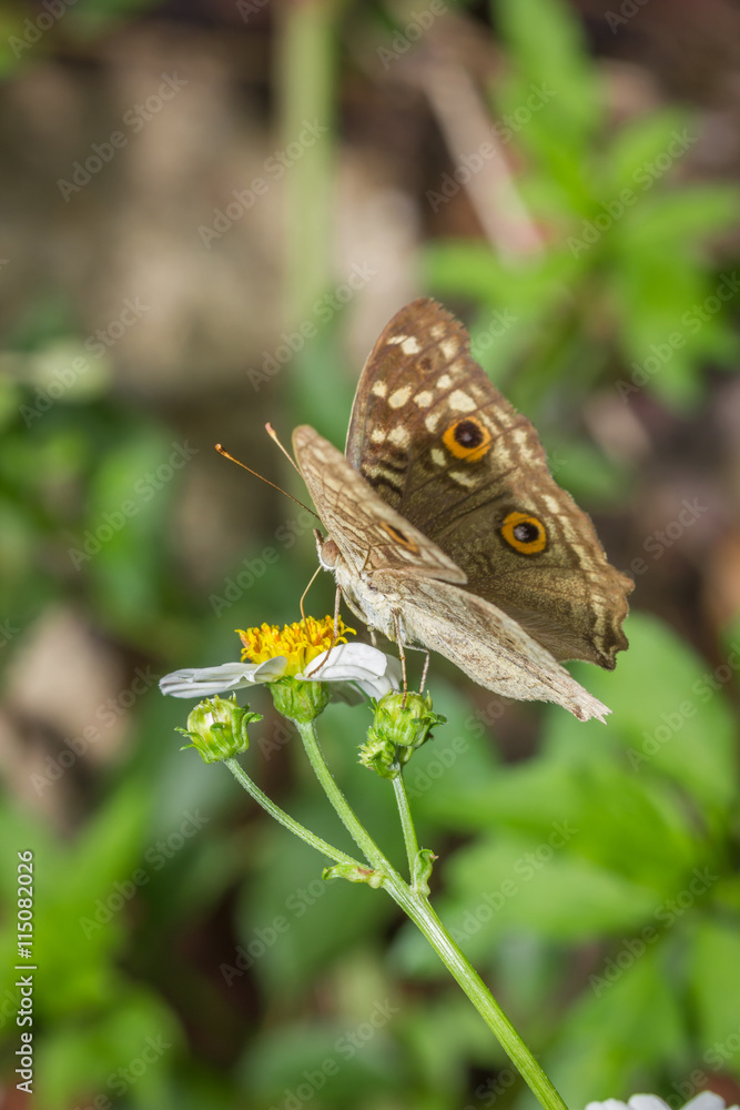 brown butterfly on white flower brown butterfly on white flower