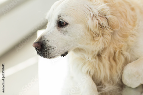 Fototapeta Naklejka Na Ścianę i Meble -  close up of golden retriever dog at vet clinic