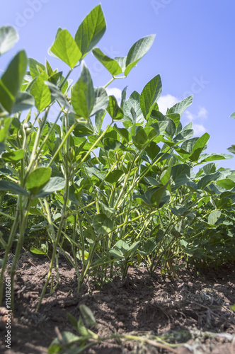 Green soy plant in agricultural field.