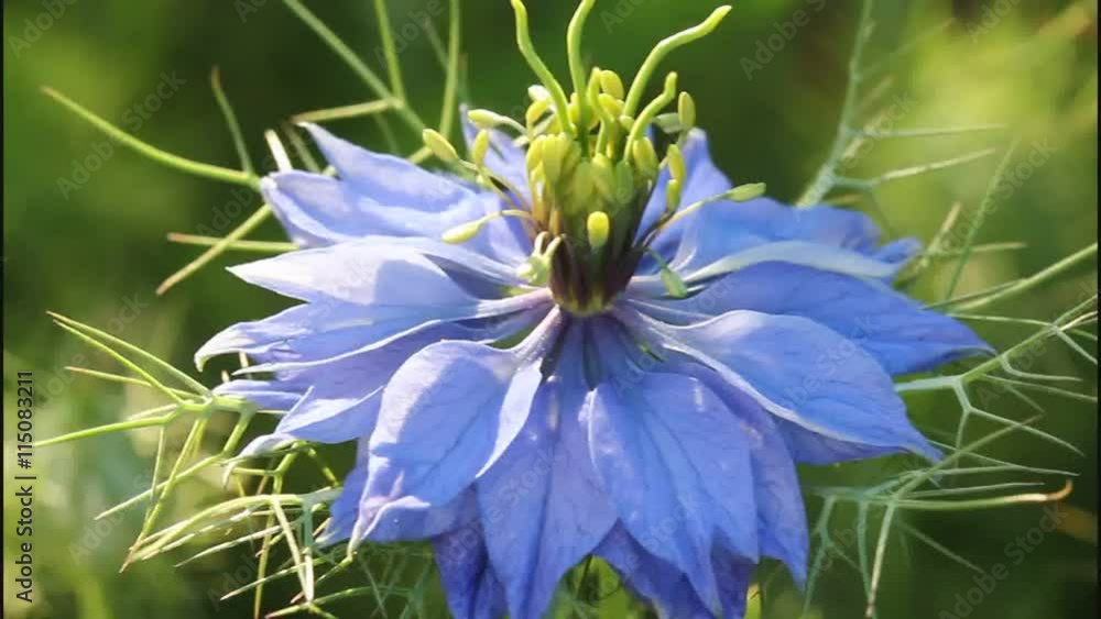 Flowering Nigella. These flowers are always beautiful and they are used