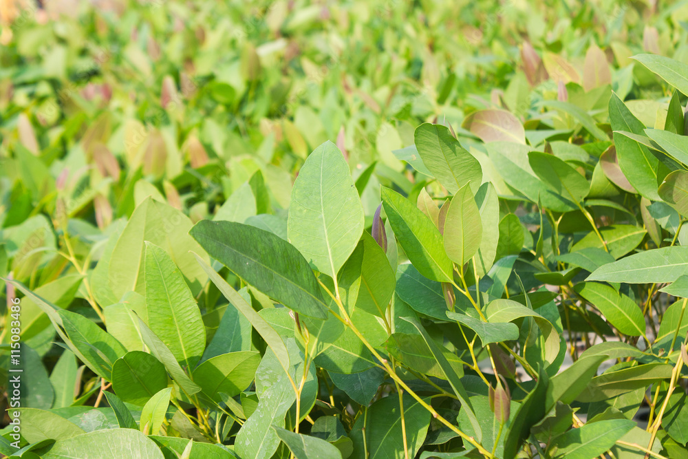 Obraz premium Abstract Backgrounds leaves of Eucalyptus.