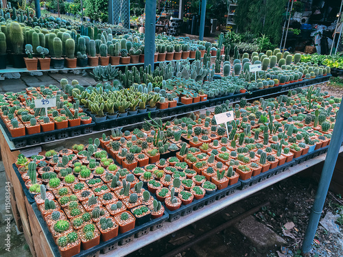 cactus collection