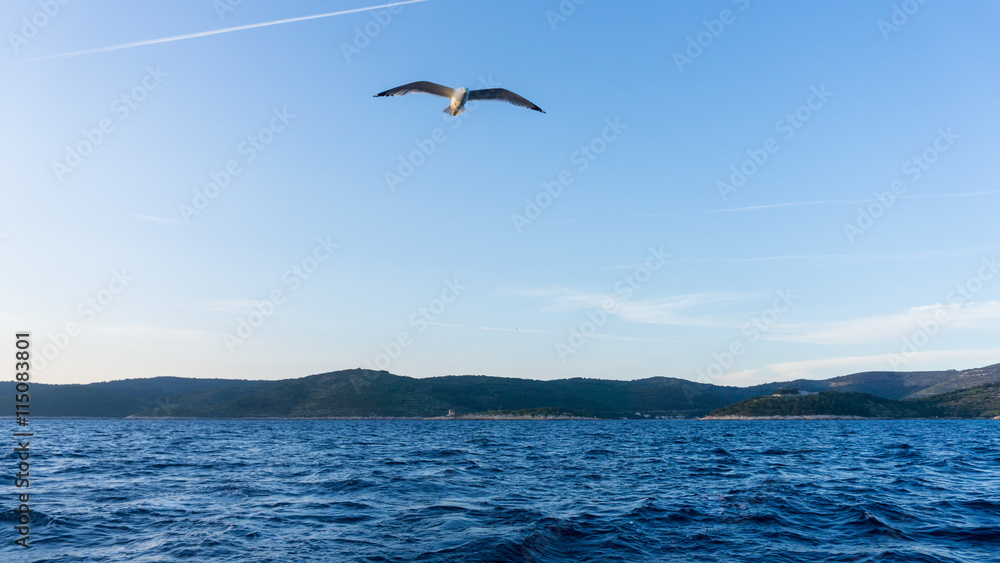 Fototapeta premium sea gull flying about the Adriatic sea